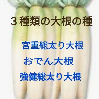 ３種類の大根の種セット★ほうれん草の種３０粒おまけです！(野菜)