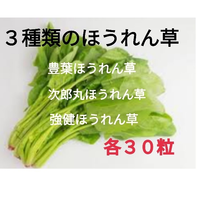 ３種類のほうれん草★春菊の種３０粒おまけします！ 食品/飲料/酒の食品(野菜)の商品写真