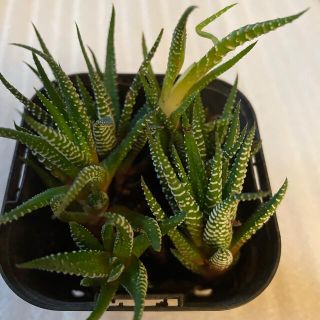 観葉植物　十二の巻　抜き苗全て③(その他)