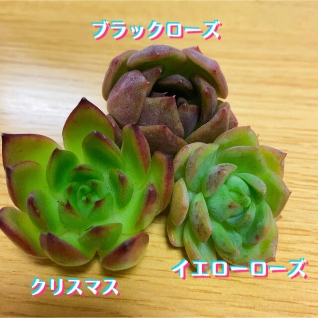 多肉植物 カット苗セット ハンドメイドのフラワー/ガーデン(その他)の商品写真