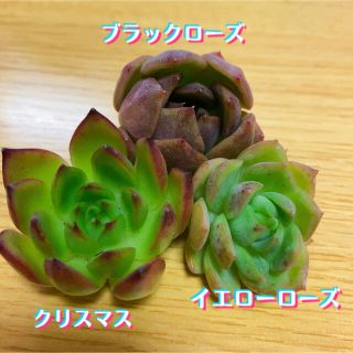 多肉植物 カット苗セット(その他)