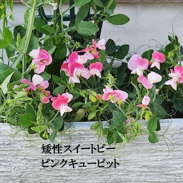 秋まき　花の種　矮性スイートピー・ピンクキュピット　種　25粒 ハンドメイドのフラワー/ガーデン(その他)の商品写真