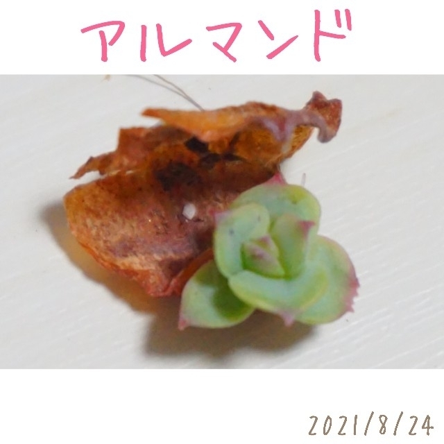 アルマンド 葉挿し 発芽済み！ 多肉植物