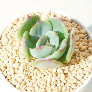 アルマンド 葉挿し 発芽済み! 多肉植物
