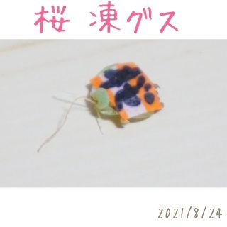 桜 凍グス 葉挿し 極小 発芽発根済み！ 多肉植物(その他)