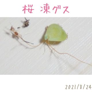 桜 凍グス 葉挿し 極小 発芽発根済み！ 多肉植物(その他)