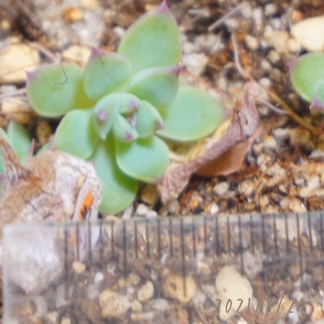 桃魅大福発根済み