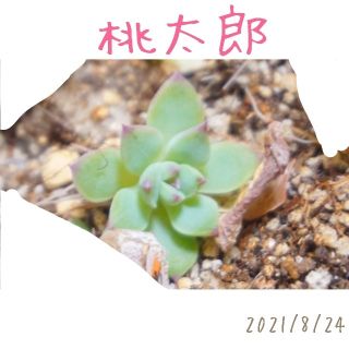 ブラックキャッツ  発芽(？)発根済み！