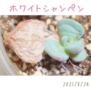 ホワイトシャンペン 3 発芽発根済み の 葉挿し苗(その他)