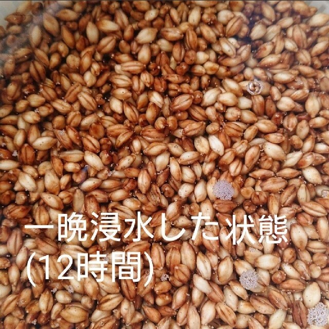 令和3年産 ダイシモチ 玄麦 食品/飲料/酒の食品(米/穀物)の商品写真