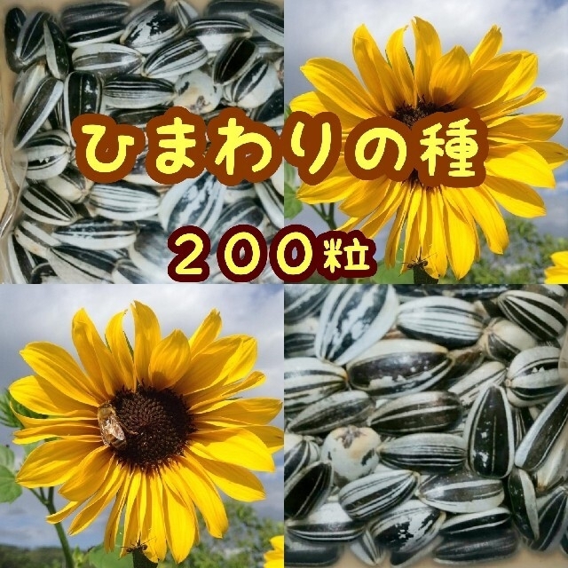 大きく育つひまわりの種　たっぷり14g約２００粒夏蒔き高発芽率　ハムスターおやつ ハンドメイドのフラワー/ガーデン(その他)の商品写真