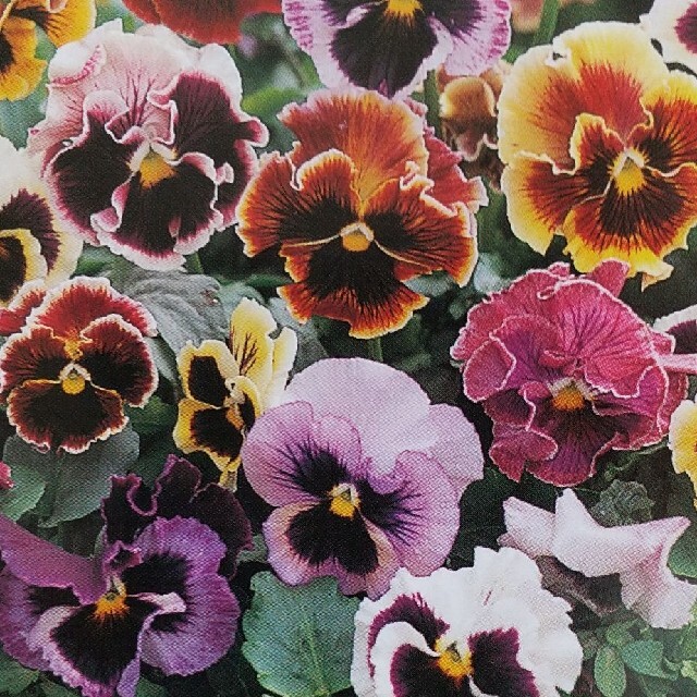 花の種        パンジーフラメンコミックス＋おまけ ハンドメイドのフラワー/ガーデン(その他)の商品写真