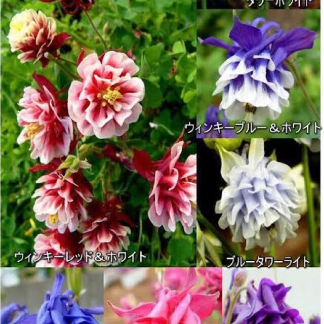 西洋オダマキ 種子 色々な種類、色々なカラーをミックス♪初心者にもオススメ♡花種 ハンドメイドのフラワー/ガーデン(その他)の商品写真