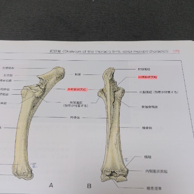 裁断済】カラーアトラス獣医解剖学 上巻の通販 by みるく's shop｜ラクマ