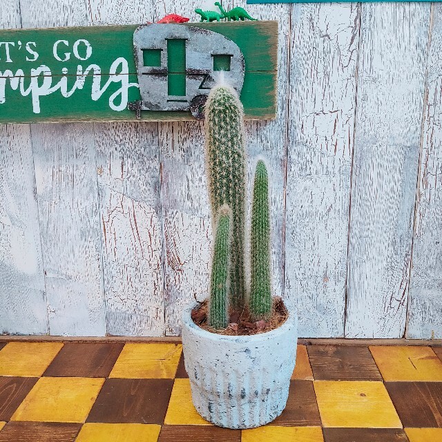 【観葉植物】毛柱サボテン