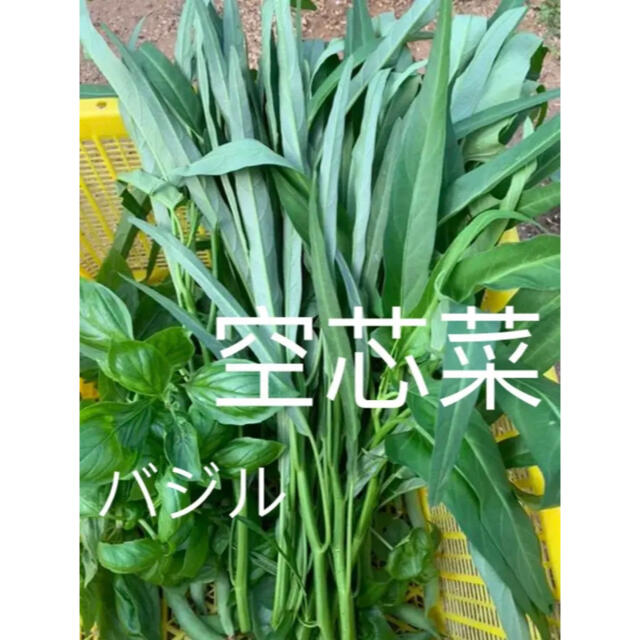 畑直送　無農薬栽培野菜　28日発送 食品/飲料/酒の食品(野菜)の商品写真