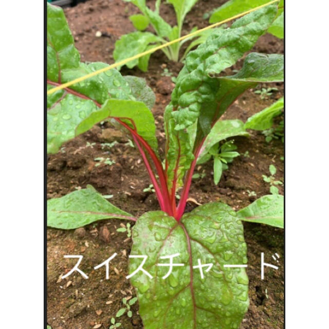 畑直送　無農薬栽培野菜　28日発送 食品/飲料/酒の食品(野菜)の商品写真