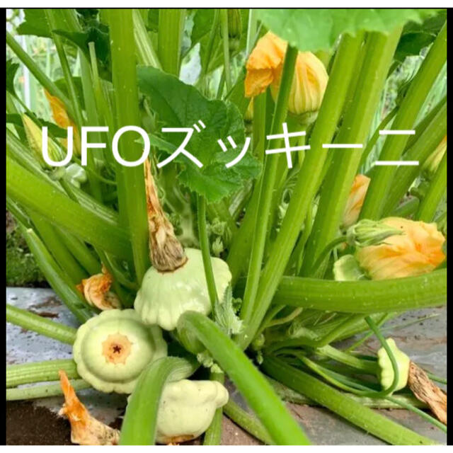 畑直送　無農薬栽培野菜　28日発送 食品/飲料/酒の食品(野菜)の商品写真