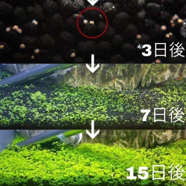 種から育てる水草【小さい葉】おためし5g その他のペット用品(アクアリウム)の商品写真