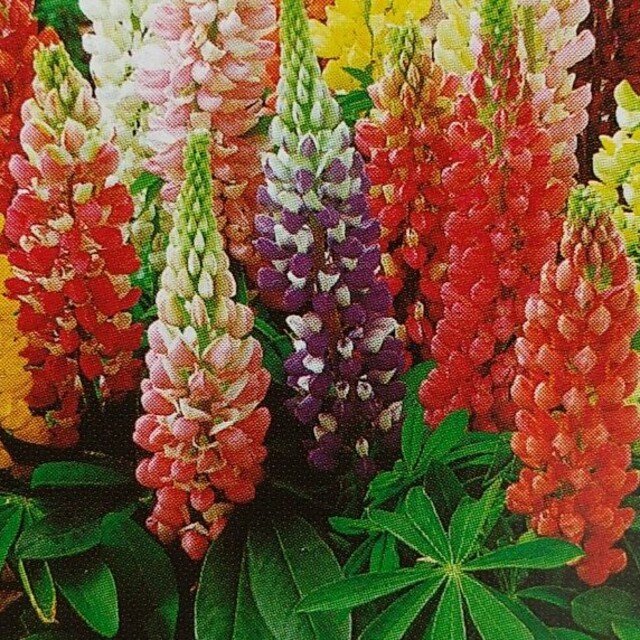 花の種        桔梗ミックス＋おまけ ハンドメイドのフラワー/ガーデン(その他)の商品写真