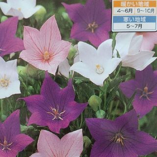 花の種        桔梗ミックス＋おまけ(その他)