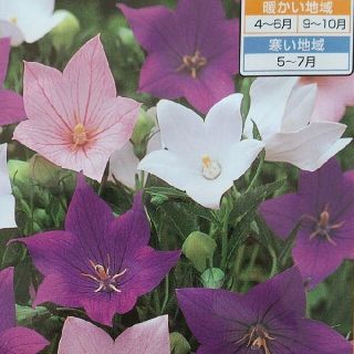 花の種       桔梗ミックス＋おまけ(その他)