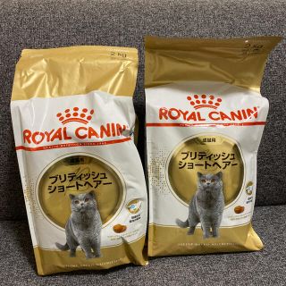 ロイヤルカナン(ROYAL CANIN)のロイヤルカナン　ブリティッシュショートヘア2kg 2個セット(猫)