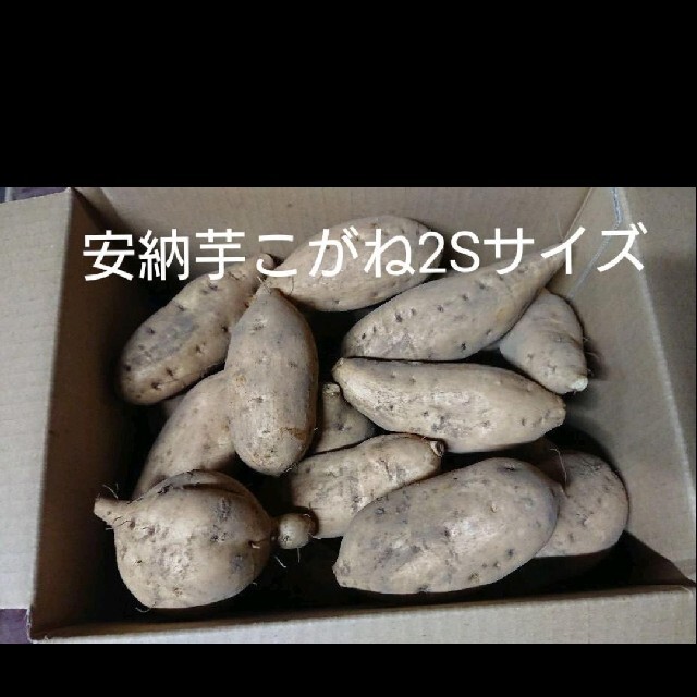 安納芋こがね5キロ箱(種子島産)