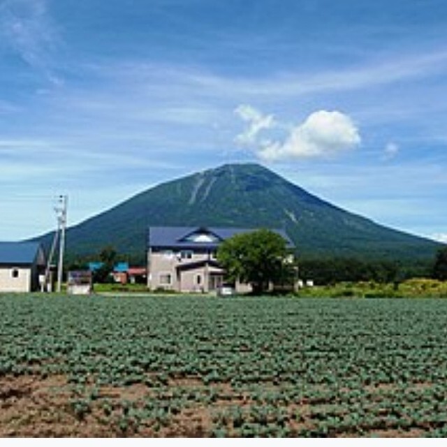 北海道真狩村産とうもろこし、品種は味甘ちゃん、朝収穫10本入り 食品/飲料/酒の食品(野菜)の商品写真