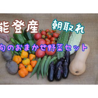 能登産　朝取れ　おまかせ野菜セット(野菜)