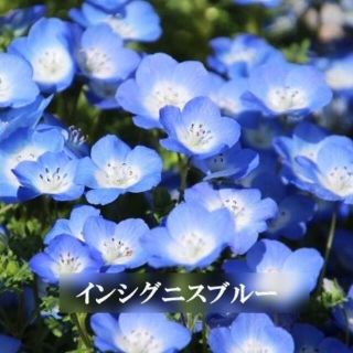 秋まき　花の種　ネモフィラ・インシグニスブルー　種　50粒(その他)