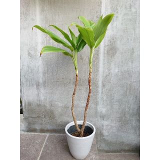 ドラセナ 苗(その他)