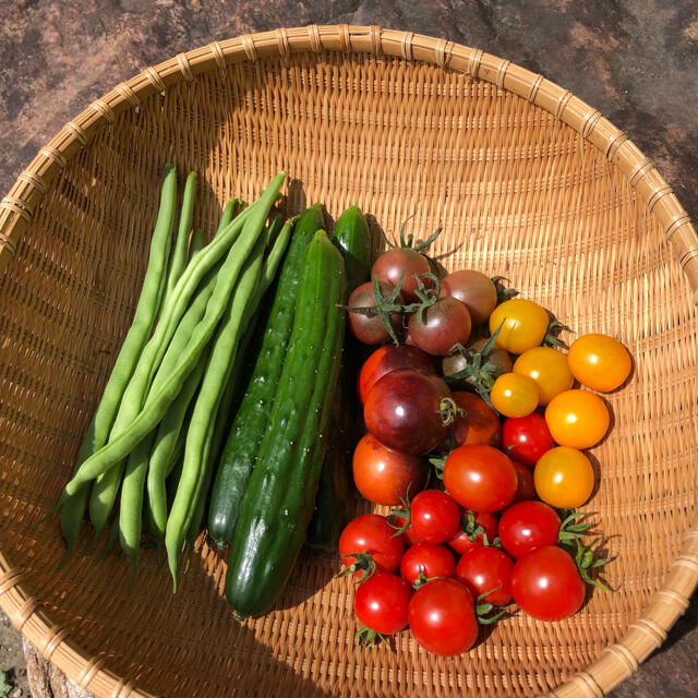 野菜セット　きゅうり、いんげん、トマト　コンパクト発送 食品/飲料/酒の食品(野菜)の商品写真