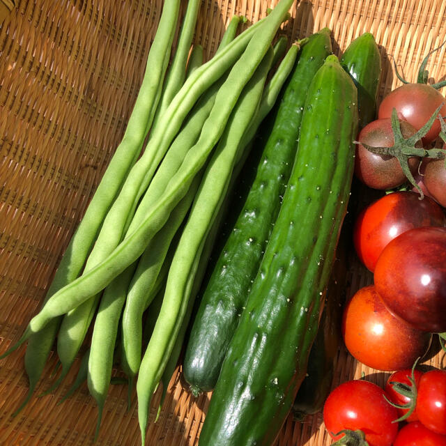 野菜セット　きゅうり、いんげん、トマト　コンパクト発送 食品/飲料/酒の食品(野菜)の商品写真