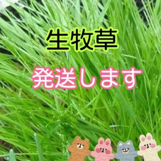 生イタリアンライグラス 猫草 生チモシーうさぎモルモット ...
