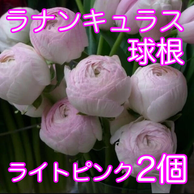 【秋植え】ラナンキュラス ライトピンク　球根2個 ハンドメイドのフラワー/ガーデン(プランター)の商品写真