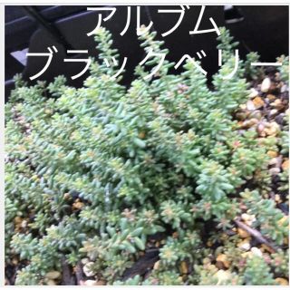 多肉植物　アルブム　ブラックベリー　カット苗(その他)