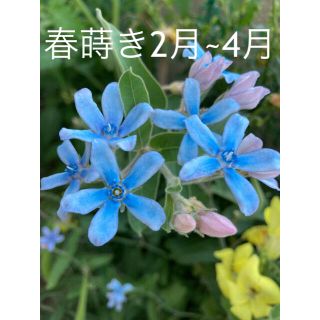 1  オキシペタラム  ブルースター 花の種  ✤100粒♪♪330円✤(その他)