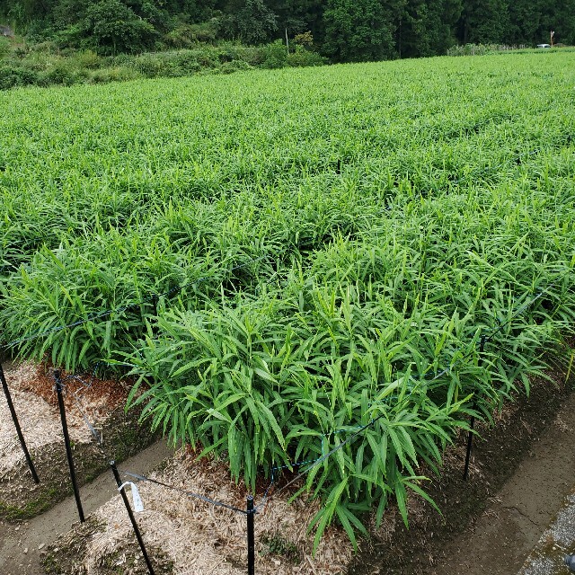 土付き新生姜極小 小サイズコンパクト 1 食品/飲料/酒の食品(野菜)の商品写真