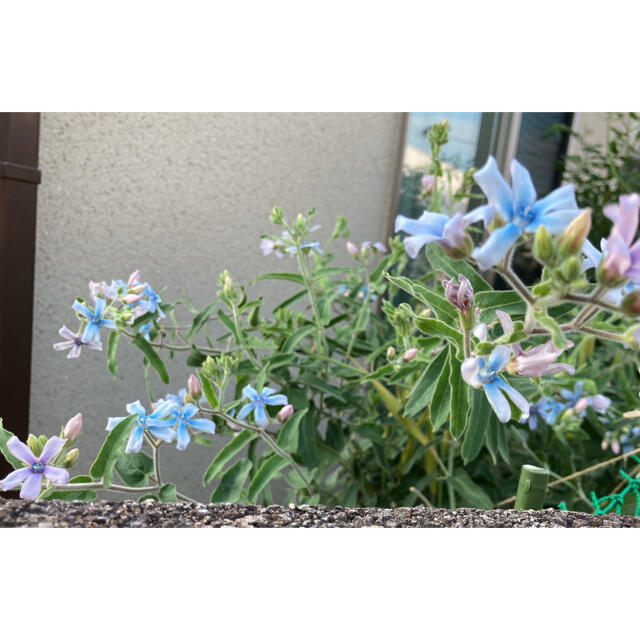 オキシペタラム  ブルースター花の種50粒 ハンドメイドのフラワー/ガーデン(その他)の商品写真