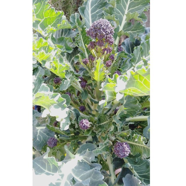 紫茎ブロッコリーの種100粒 ハンドメイドのフラワー/ガーデン(その他)の商品写真