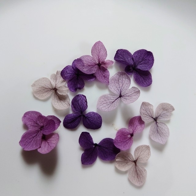 【新品未使用】押し花　紫陽花　パープル系 ハンドメイドのフラワー/ガーデン(ドライフラワー)の商品写真