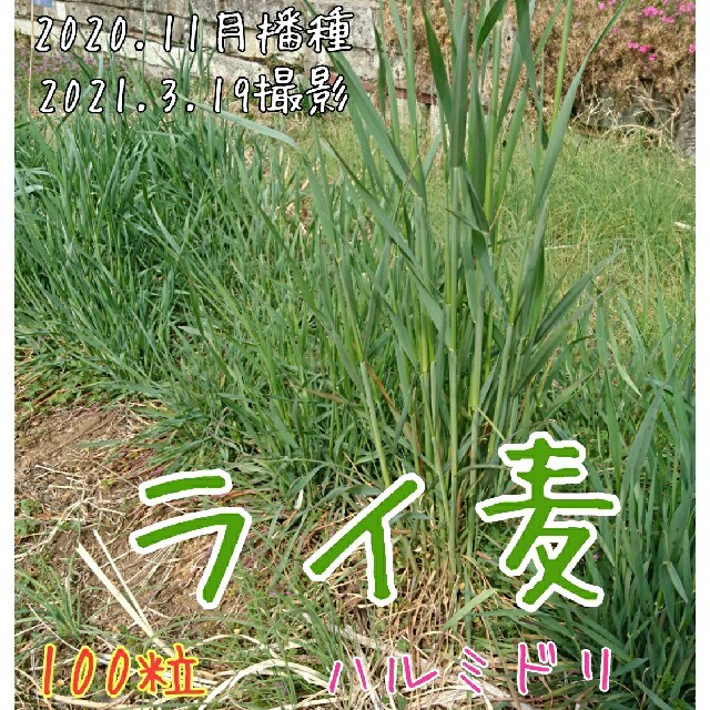 ライ麦 固定種 自家採種 緑肥 マルチ 雑草抑制 害虫防除 野菜の種 土壌改良 食品/飲料/酒の食品(野菜)の商品写真