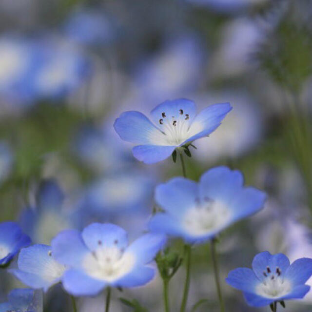 baby blue eyes爽やかなブルー花♪ネモフィラ インシグニスブルー種子 ハンドメイドのフラワー/ガーデン(その他)の商品写真