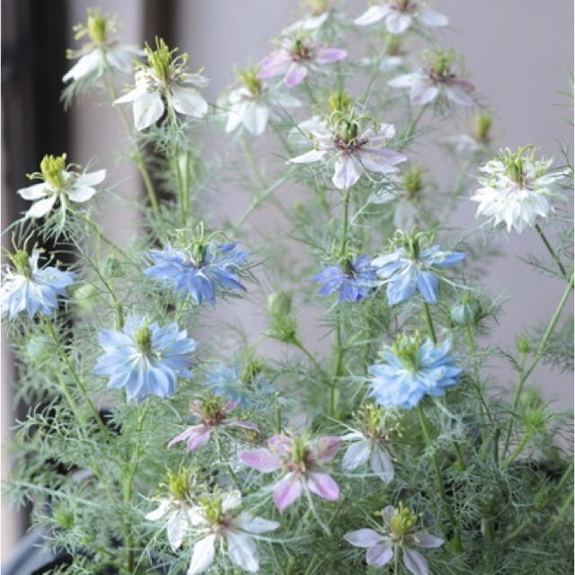 ニゲラ ペルシャンジュエル☆切り花やドライフラワーにもオススメ♡八重咲き種 種子 ハンドメイドのフラワー/ガーデン(その他)の商品写真