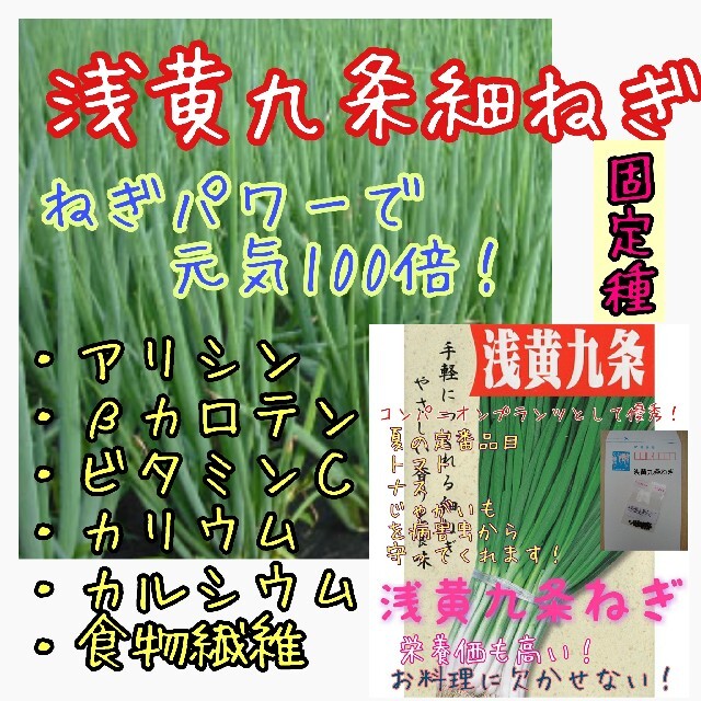 浅黄九条細ねぎ 固定種 家庭菜園 野菜の種 種子 種 コンパニオンプランツ 食品/飲料/酒の食品(野菜)の商品写真