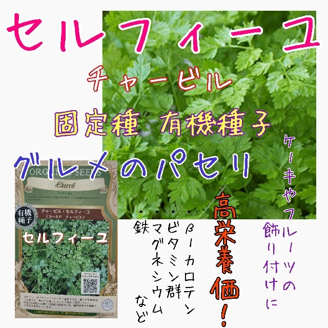 セルフィーユ チャービル 固定種 家庭菜園 水耕栽培 野菜の種 ハーブの種の通販 By アルカ S Shop ラクマ