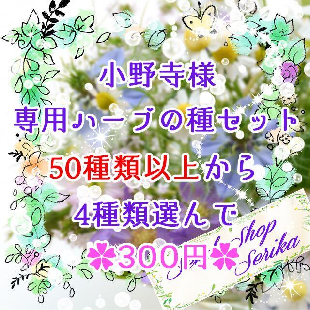 小野寺様専用 ハーブの種セット 家庭菜園 野菜 ハンドメイドのフラワー/ガーデン(その他)の商品写真