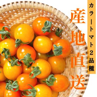 ミニトマト 1kg  [農学博士のDr.トマト] 採れたて☘️産地直送いたします(野菜)