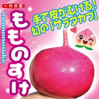 手で皮がむける!幻のサラダカブ もものすけ 種 野菜の種20個(野菜)